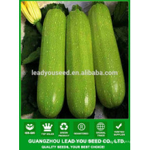 NSQ101 Haoa зеленого качества гибридные семена кабачка, семена овощных культур